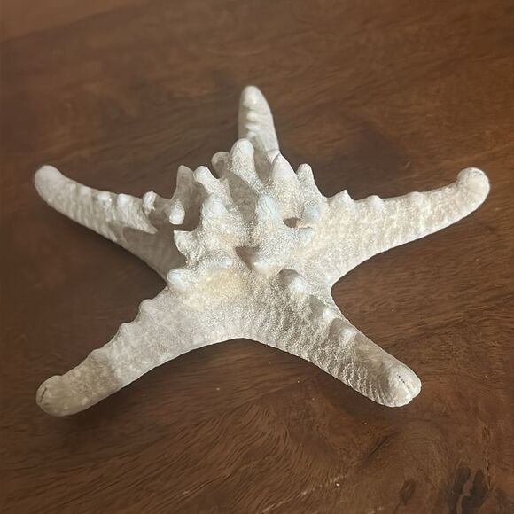White Authentic Starfish! - Picture 2 of 5